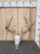4x4 Whitetail Antlers On Skull