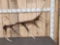 Cool Nontypical Elk Shed Antler