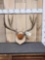 4x5 Mule Deer Antlers On Plaque