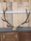 6x7 Elk Antlers On Skull Plate