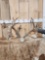 300 Class Whitetail Antlers On Skull Plate
