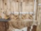 4 Sets Of Deer Antlers On Plaques