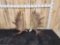 Set Of 30.2 Lbs Alaskan Moose Shed Antlers