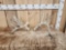 Gnarly Nontypical Whitetail Shed Antlers