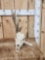 Freak Half Shed Whitetail Skull