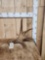 4 Lbs Self Standing Moose Shed Antler