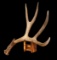 Wild 78? Heavy Wyoming Mule Deer Shed Antler