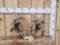Heavy Mass High 200 Class Whitetail Antlers On Skull Plate