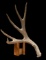 Giant 91? Wild Wyoming Mule Deer Shed Antler