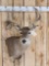 Main Frame 4x4 Wild Whitetail Shoulder Mount Taxidermy