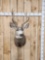 5x5 Mule Deer Shoulder Mount Taxidermy