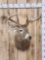 4x4 Whitetail Shoulder Mount Taxidermy