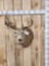 5x5 Whitetail Shoulder Mount Taxidermy