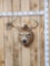 4x4 Whitetail Shoulder Mount Taxidermy