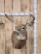 Main Frame 5x5 Whitetail Shoulder Mount Taxidermy