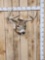 4x5 Whitetail Shoulder Mount Taxidermy