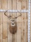 Big 4x4 Whitetail Shoulder Mount Taxidermy