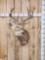 5x5 Whitetail Shoulder Mount Taxidermy