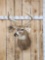 4x4 Whitetail Shoulder Mount Taxidermy