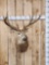 Freak Double Main Beam Whitetail Shoulder Mount Taxidermy