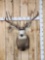 6x5 Mule Deer Shoulder Mount Taxidermy