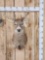 Gnarly Nontypical Mini Monster Whitetail Shoulder Mount Taxidermy