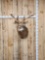 Main Frame 5x5 Whitetail Shoulder Mount Taxidermy