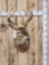 4x4 Whitetail Shoulder Mount Taxidermy