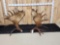 Awesome Set Of 43.4 Lbs Alaskan Moose Antlers