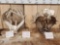 SUPER RARE Heavy Mass Set Of Shared Pedicle Whitetail Shed Antlers