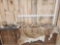 26.4 Lbs Of Fallow Deer Antlers