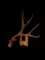 89 3/8? Wild New Mexico Mule Deer Shed Antler
