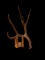 85 3/8? Wild New Mexico Mule Deer Shed Antler