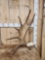 10 Lbs Self Standing Moose Shed Antler