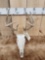 4x5 Whitetail Antlers On Skull