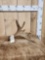 3.8 Lbs Self Standing Moose Shed Antler
