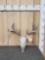 5x5 Whitetail Antlers On Skull