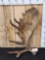 17 Lbs Alaskan Moose Shed Antler