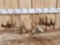 Giant 300 Class Whitetail Shed Antlers