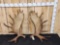 28.2 Lbs Set Of Alaskan Moose Shed Antlers