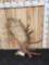 13.4 Lbs Alaskan Moose Shed Antler