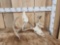 2 Sets Of Locked Whitetail Antlers On Skull