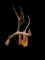 Massive 89 3/8? Wild Colorado Mule Deer Shed Antler