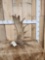 8.6 Lbs Self Standing Moose Shed Antler
