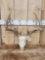 180 Class Whitetail Antlers On Skull