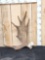 9.8 Lbs Alaskan Moose Shed Antler
