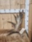 6.8 Lbs Moose Shed Antler