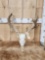 Main Frame 4x4 Whitetail Antlers On Skull