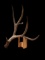 Giant 91 7/8? Wild Wyoming Mule Deer Shed Antler