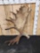21 Lbs Alaskan Moose Shed Antler
